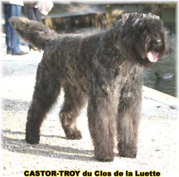 bouvier des flandres du clos de la luette - copyright déposé